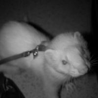 Photo #184429 de Sweeny