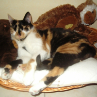 Photo #184443 de Wiskas