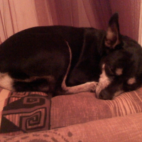 Photo #184454 de Lola