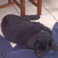 Photo #184507 de Draco