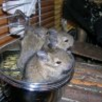 Photo #184511 de Lady /chouchou /chiara /billy-boy