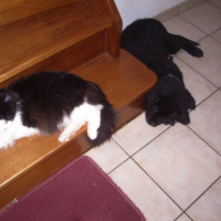 Photo #184518 de Draco