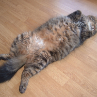 Photo #184558 de Cochon