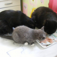 Photo #184567 de Booba