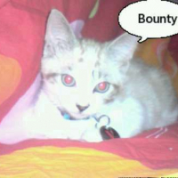 Photo #184569 de Bounty