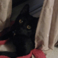 Photo #184578 de Minou