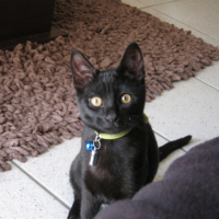 Photo #184581 de Minou