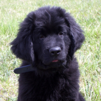 Photo #184602 de Draco