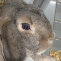 Photo #184604 de Canelle