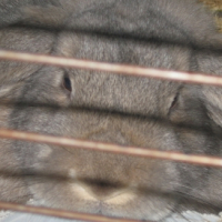 Photo #184605 de Canelle