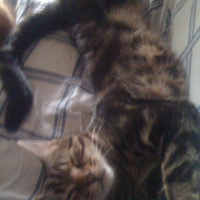 Photo #184609 de Bart
