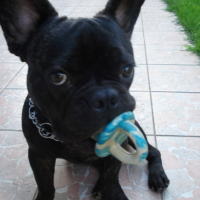 Photo #184621 de Tyson