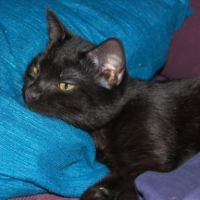 Photo #184655 de Etoile