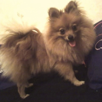 Photo #184665 de Chanelle