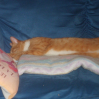 Photo #184668 de Rouquin