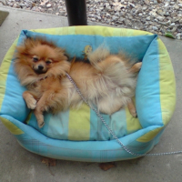 Photo #184678 de Chanelle