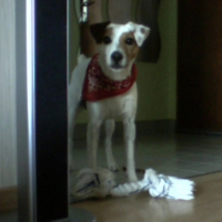 Photo #184693 de Bandit