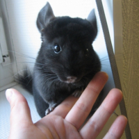 Photo #184696 de Cuzco