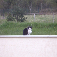 Photo #184707 de Gribouille