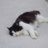 Photo #184714 de Gribouille