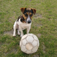 Photo #184737 de Simba