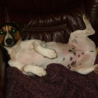 Photo #184745 de Simba