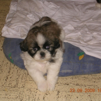 Photo #184804 de Gizmo