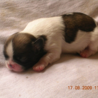 Photo #184808 de Gizmo