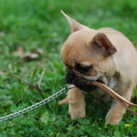 Photo #184811 de E.t