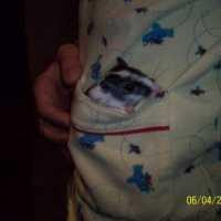 Photo #184856 de Zazu