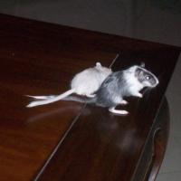 Photo #184857 de Zazu