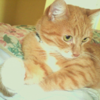 Photo #184891 de Luna