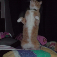 Photo #184893 de Luna