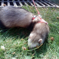Photo #184908 de Fuinette