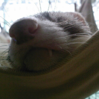 Photo #184911 de Fuinette