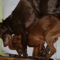 Photo #184943 de Rocxane