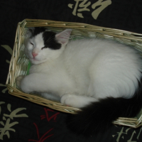 Mon panier !