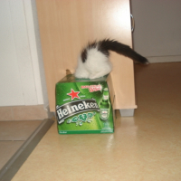 Timmy et Heineken...