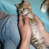 Photo #185097 de Morille