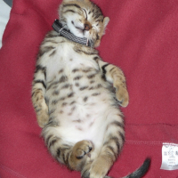 Photo #185098 de Morille