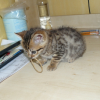 Photo #185100 de Morille