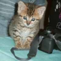 Photo #185110 de Morille
