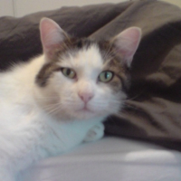 Photo #185127 de Minouche