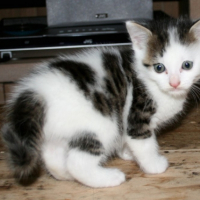 Photo #185130 de Kyska
