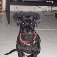 Photo #185153 de Fifi