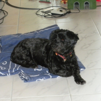 Photo #185154 de Fifi