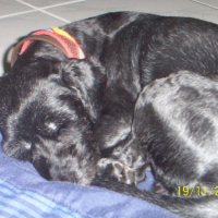 Photo #185155 de Fifi