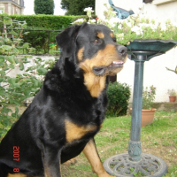 Photo #185170 de Tyson