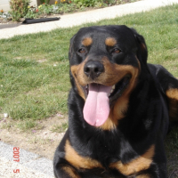 Photo #185172 de Tyson