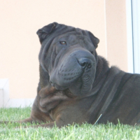 Photo #185189 de Bako